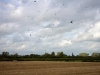 birds-in-sky