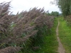 country-path