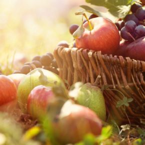 Harvest 2016 Harvest 2016